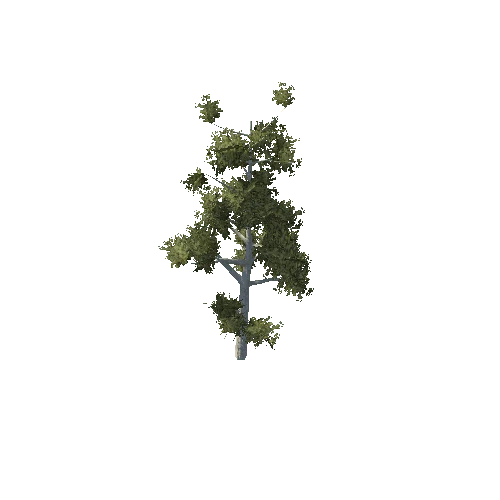 Tree 13